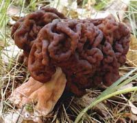 Gyromitre comestible. Cliquer pour agrandir l'image.