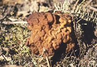 Gyromitre comestible. Cliquer pour agrandir l'image. Gyromitre comestible. Cliquer pour agrandir l'image.