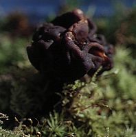 Gyromitre comestible. Cliquer pour agrandir l'image. Gyromitre comestible. Cliquer pour agrandir l'image.