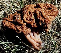 Gyromitre comestible. Cliquer pour agrandir l'image. Gyromitre comestible. Cliquer pour agrandir l'image.