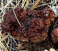 Gyromitre comestible. Cliquer pour agrandir l'image. Gyromitre comestible. Cliquer pour agrandir l'image.