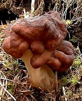 Gyromitre comestible. Cliquer pour agrandir l'image. Gyromitre comestible. Cliquer pour agrandir l'image.