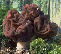 Gyromitre comestible. Cliquer pour agrandir l'image.