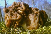 Gyromitre comestible. Cliquer pour agrandir l'image.