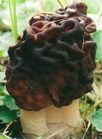 Gyromitre comestible. Cliquer pour agrandir l'image.