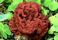 Gyromitre comestible. Cliquer pour agrandir l'image.