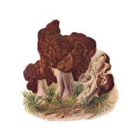 Gyromitre comestible. Dessin. Cliquer pour agrandir l'image.