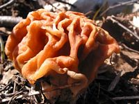 Gyromitre géante. Cliquer pour agrandir l'image.