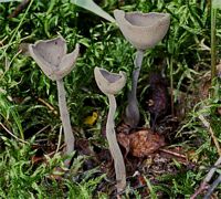 Helvelle à long pied. Cliquer pour agrandir l'image.