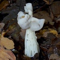 Helvelle crépue. Cliquer pour agrandir l'image.