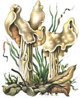 Helvelle crépue. Dessin. Cliquer pour agrandir l'image.