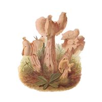 Helvelle crépue. Dessin. Cliquer pour agrandir l'image.
