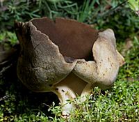 Helvelle de Quélet. Cliquer pour agrandir l'image.