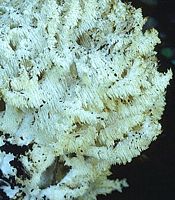 Hydne en corail. Cliquer pour agrandir l'image.