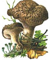 Hydne imbriqué. Dessin. Cliquer pour agrandir l'image.