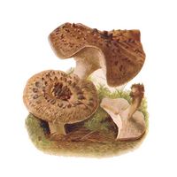 Hydne imbriqué. Dessin. Cliquer pour agrandir l'image.