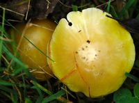 Hygrocybe céracé. Villars. Cliquer pour agrandir l'image.