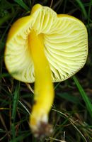 Hygrocybe céracé. Villars. Cliquer pour agrandir l'image.