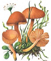 Hygrocybe écarlate. Cliquer pour agrandir l'image.