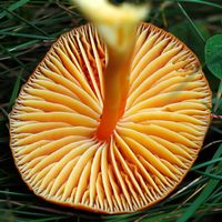 Hygrocybe écarlate. Villars. Cliquer pour agrandir l'image.