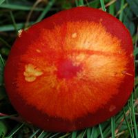 Hygrocybe écarlate. Villars. Cliquer pour agrandir l'image.