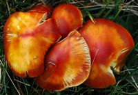 Hygrocybe écarlate. Villars. Cliquer pour agrandir l'image.
