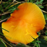 Hygrocybe jaune citrin. Villars. Cliquer pour agrandir l'image.