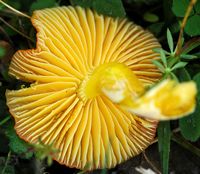 Hygrocybe jaune citrin. Villars. Cliquer pour agrandir l'image.