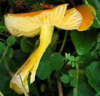 Hygrocybe jaune citrin. Villars. Cliquer pour agrandir l'image.