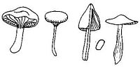 Hygrophoracées. Cliquer pour agrandir l'image.