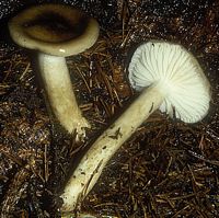 Hygrophore à pied couleuvré. Cliquer pour agrandir l'image.