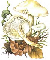 Hygrophore blanc ivoire. Dessin. Cliquer pour agrandir l'image.