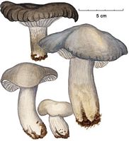 Hygrophore de mars. Dessin. Cliquer pour agrandir l'image.