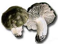 Hygrophore de mars. Dessin. Cliquer pour agrandir l'image.