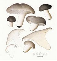 Hygrophore de mars. Dessin. Cliquer pour agrandir l'image.