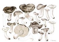 Hygrophore de mars. Planche. Cliquer pour agrandir l'image.