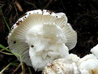 Hygrophore de mars. Cliquer pour agrandir l'image.