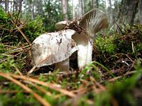Hygrophore de mars. Cliquer pour agrandir l'image.