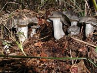 Hygrophore de mars. Cliquer pour agrandir l'image.