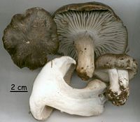 Hygrophore de mars. Cliquer pour agrandir l'image.