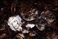 Hygrophore de mars. Cliquer pour agrandir l'image.