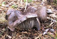 Hygrophore de mars. Cliquer pour agrandir l'image.