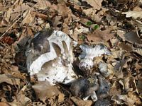Hygrophore de mars. Cliquer pour agrandir l'image.