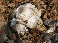 Hygrophore de mars. Cliquer pour agrandir l'image.