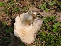 Hygrophore de mars. Cliquer pour agrandir l'image.