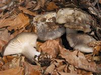 Hygrophore de mars. Cliquer pour agrandir l'image.