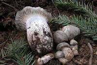 Hygrophore de mars. Cliquer pour agrandir l'image.