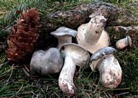 Hygrophore de mars. Cliquer pour agrandir l'image.