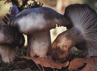 Hygrophore de mars. Cliquer pour agrandir l'image.