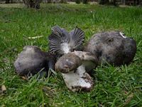 Hygrophore de mars. Cliquer pour agrandir l'image.